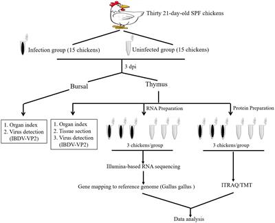 RNA-seq reveals role of cell-cycle regulating genes in the pathogenicity of a field very virulent infectious bursal disease virus